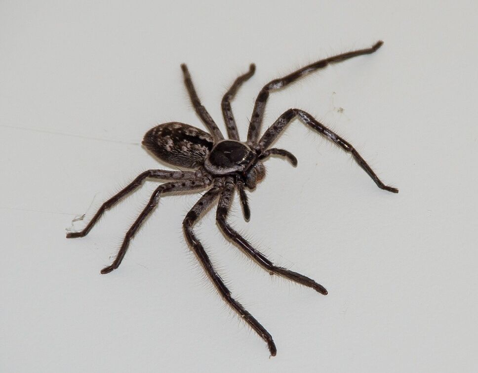Araña, conferencia, Australia 2.jpg