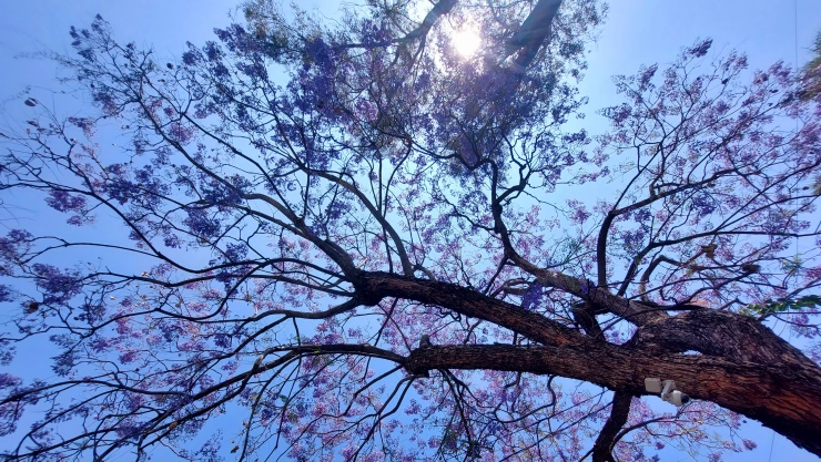 Foto: Carol Osegueda 