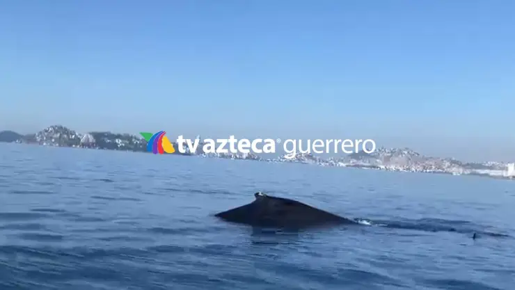 ¡Ballenas en el puerto! Avistamiento de ballena en playa Icacos de Acapulco.jpg