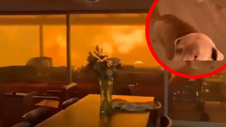 Incendios forestales en Los Ángeles dejan a dos hombres y un perro atrapados; VIDEO.jpg