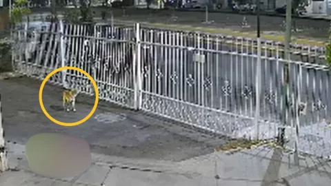 Mujer es captada maltratando perrio de la calle