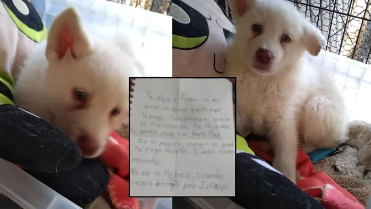 Perro es dado en adopción a albergue