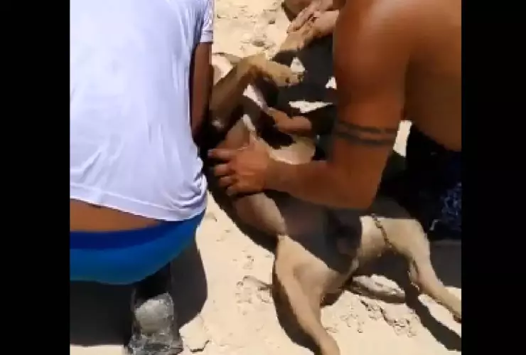 ¡Otro caso de maltrato animal en Playa del Carmen! Dueño ahoga a pitbull en la playa.jpg