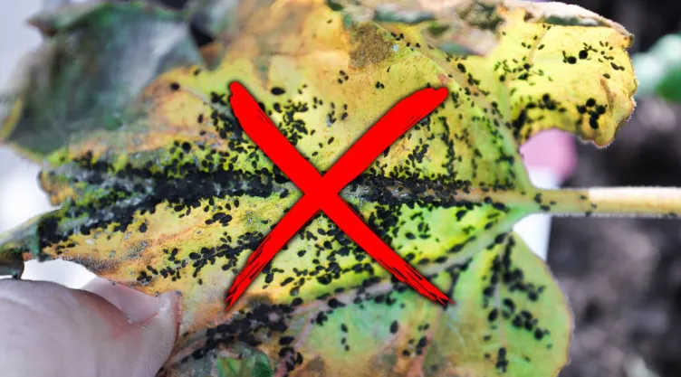Estas son las 3 plantas aromáticas que debes sembrar en agosto para eliminar las plagas