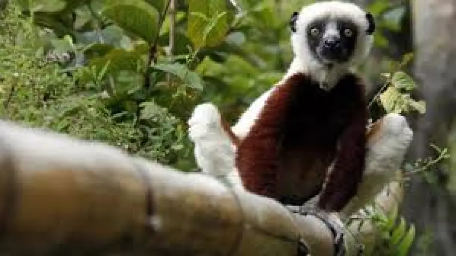 Zoboomafoo