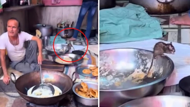 ratas en puesto de comida callejera