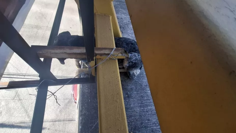 VIDEO: Así rescataron a un perrito que quedó atorado en un puente en Agua Santa, Puebla hoy
