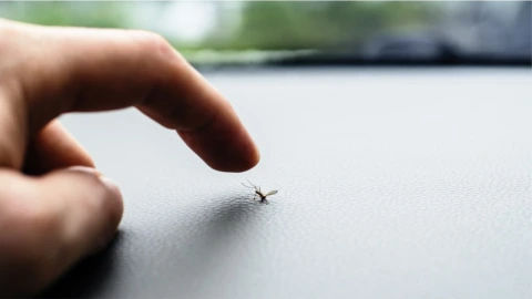 Temporada de mosquitos en Estados Unidos
