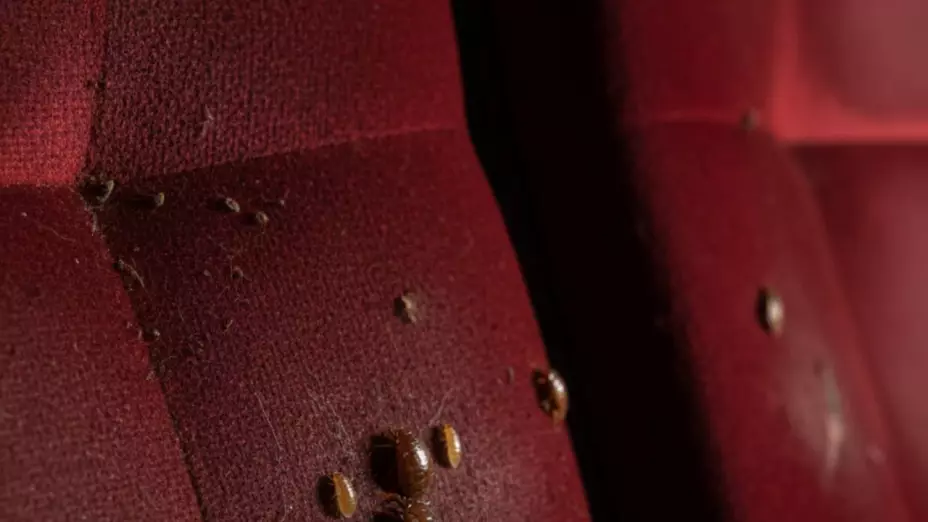 Chinches en una sala de cine