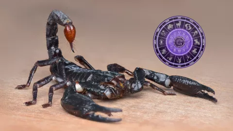 Horóscopo mensual Escorpio ¿Qué le depara a tu signo en febrero 2025?