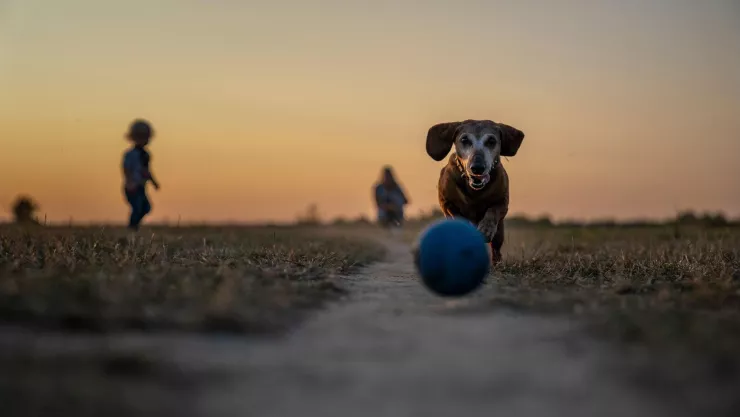 Que el paseo no se convierta en una agonía 5 consejos para sacar a pasear a tu perro en temporada de calor