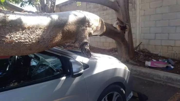 PORTADA árbol auto.jpg