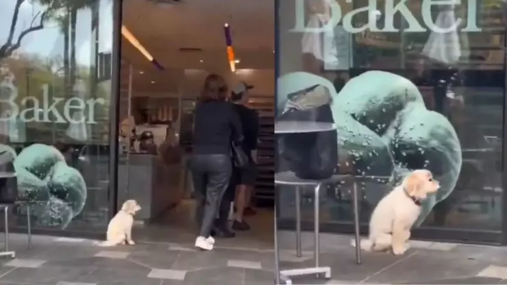 ¡Ternurita! Perrito afuera de panadería se cambia de lugar porque cree que bloquea el paso