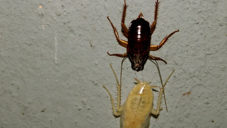 Cucaracha blanca