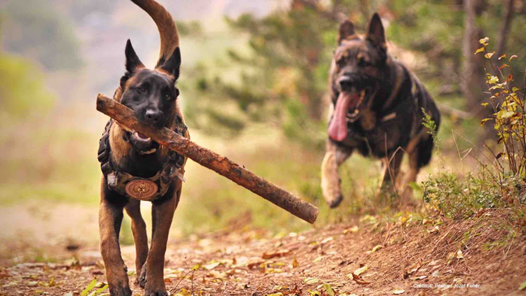 paseadores perros licencia mercantil torreón.jpg