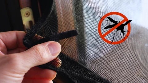 ¿Cómo eliminar a los mosquitos de tu hogar 5 formas naturales para hacerlo.