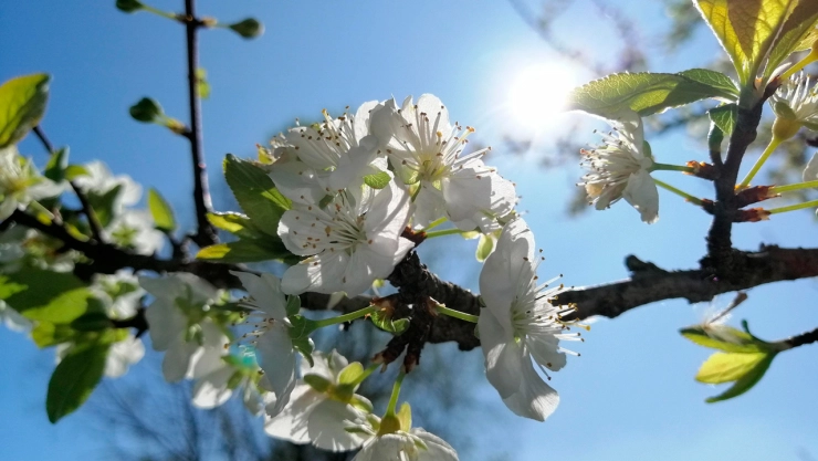 Primavera