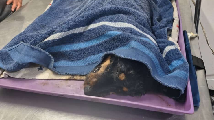 Perrita arrojada en chapopote