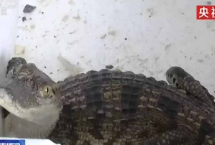 Pescado, internet, cocodrilo.jpg