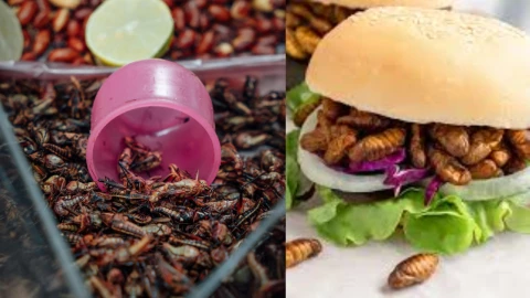 Singapur aprueba lista de insectos para consumo humano