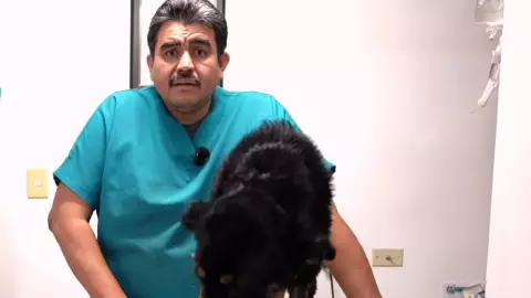 perrita Violeta Chihuahua