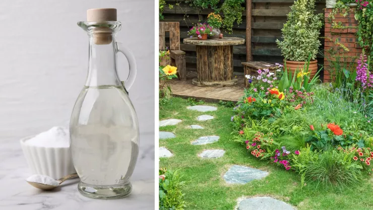 El vinagre es un gran aliado para mantener el jardín y el patio libres de insectos