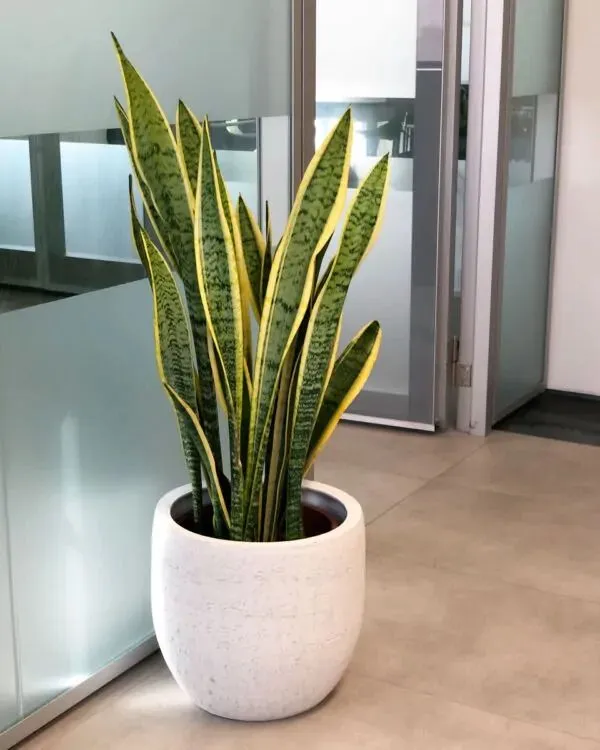 5 plantas de interior que harán ver tu casa elegante y cara: las puedes poner en cualquier rincón