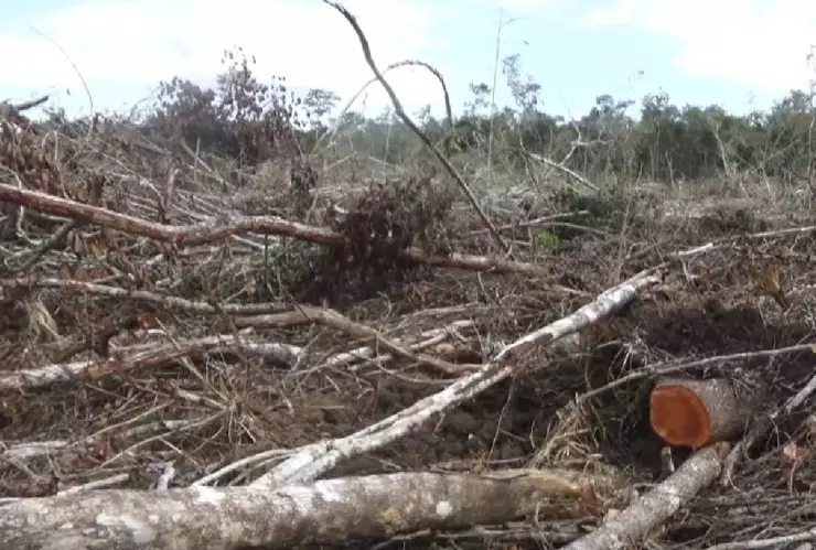 Denuncian tala clandestina de árboles en Bacalar (3)