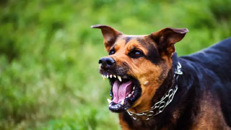 Ataque de perros: ¿Qué hacer para evitarlo?