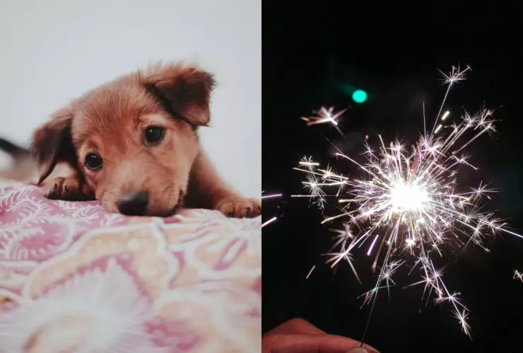 ¿Cómo proteger a tu perro de la pirotecnia?