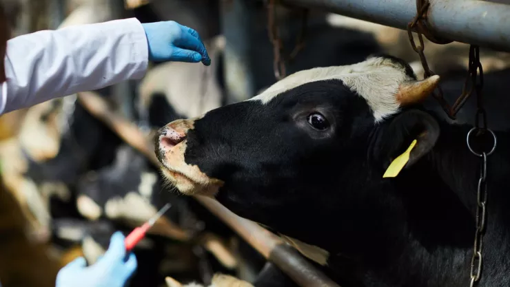 Vaca