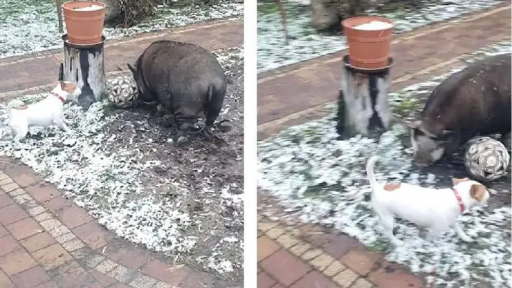 Un Cerdo y un perro juegan fútbol bajo la nieve y derrochan ternura en redes; video.jpg