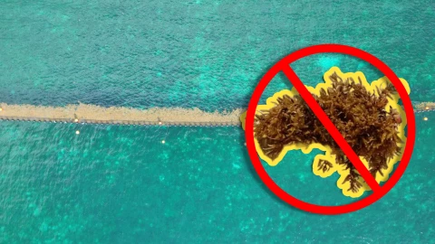 Lista de playas libres de sargazo en Quintana Roo HOY 9 de septiembre de 2025 Desde Holbox, Cancún, Tulum a Xcalak.jpg