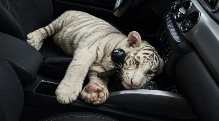 Rescatan a cachorro de tigre blanco