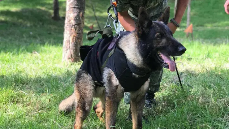 Muere Proteo, perro de la Sedena, en Turquia.