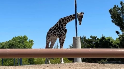 Jirafa Benito ir&aacute; al Africam Safari de Puebla