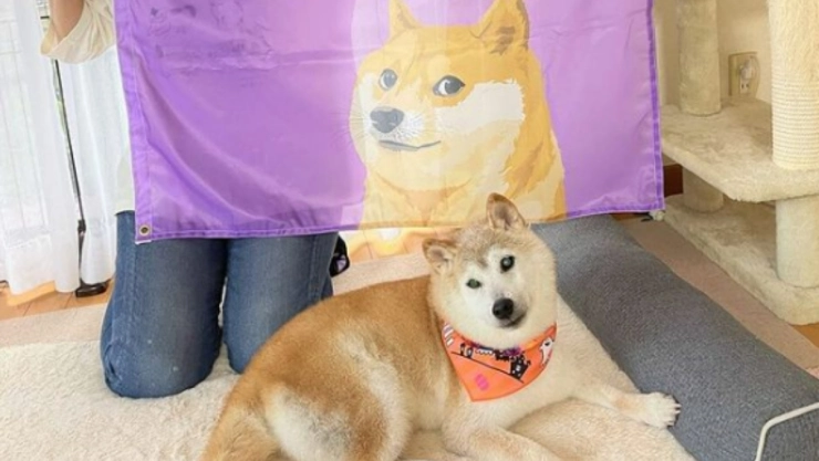 Perro del meme “doge” está enfermo