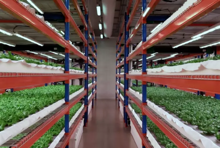 La-granja-vertical-más-grande-del-mundo-está-en-Dubai-y-usa-IA