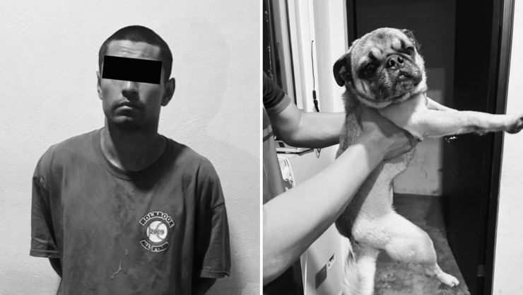 Perro pug Guadalupe Nuevo león.png