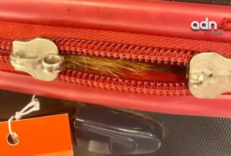 Encuentra gato en maleta