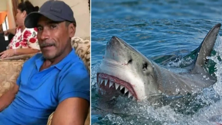 tiburón blanco decapita a pescador