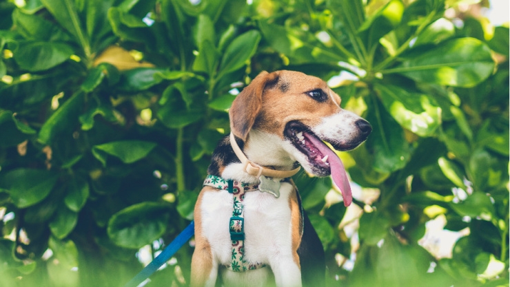 El día del perro también se celebra para concientizar a la sociedad sobre el maltrato animal / Foto: Artem Bali