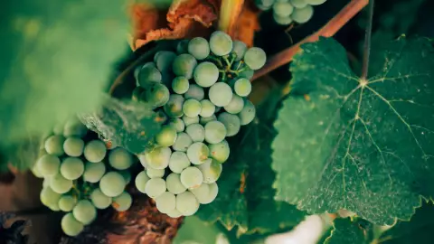 El precio de la uva para este Año Nuevo es uno de los más ALTOS hoy 31 de diciembre de 2024