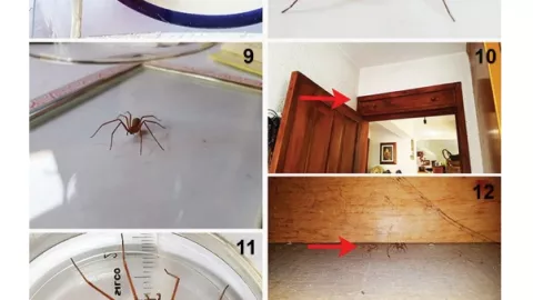 Temporada de araña violinista 2025 en Yucatán: ¿En qué lugares de la casa se esconde y cómo ahuyentarlas?