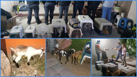 Los animales rescatados fueron enviados a un albergue.