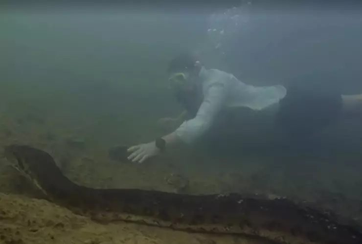 descubre-nueva-especie-anaconda-amazonas