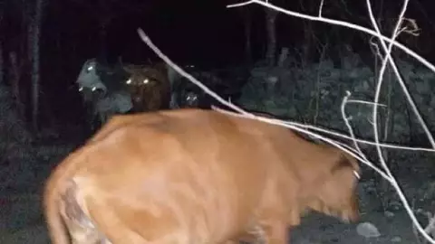 Fuerte accidente por vacas sueltas en Telchac.jpg