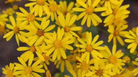 ¿Por qué regalar flores amarillas Aquí el significado del TikTok