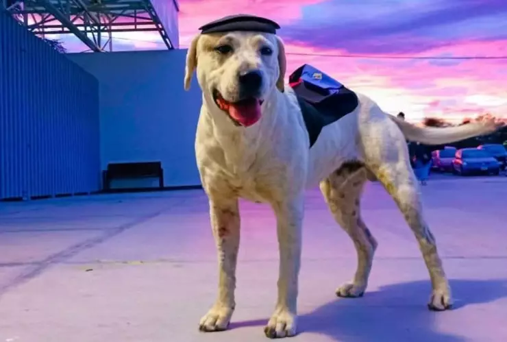 Asesinan a “Ingeniero” de un balazo, un perrito adoptado por universitarios en Puebla