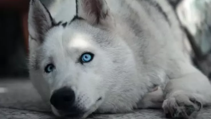 perro husky buscó a su dueño ahogado en una presa de aguascalientes.jpg